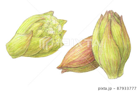 ふきのとう　山菜　水彩色鉛筆イラスト 87933777