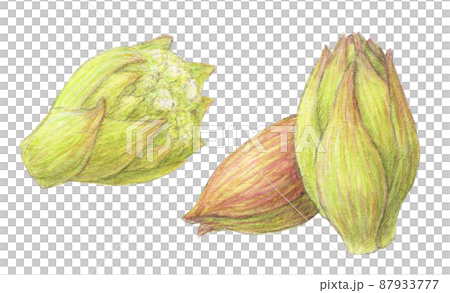 ふきのとう　山菜　水彩色鉛筆イラスト 87933777