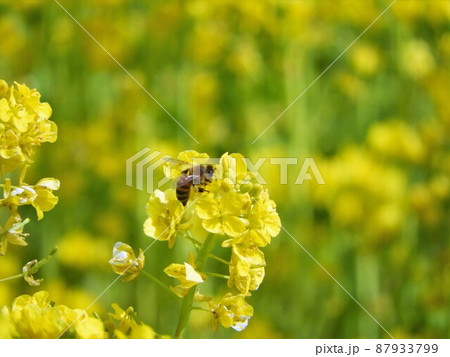 菜の花 87933799