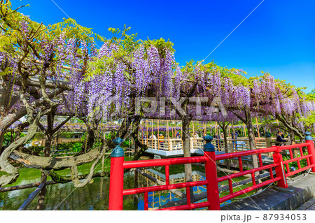 東京 江東区亀戸 亀戸天神社の藤棚と平橋 東京 江東区亀戸 亀戸天神社の藤棚と平橋 87934053