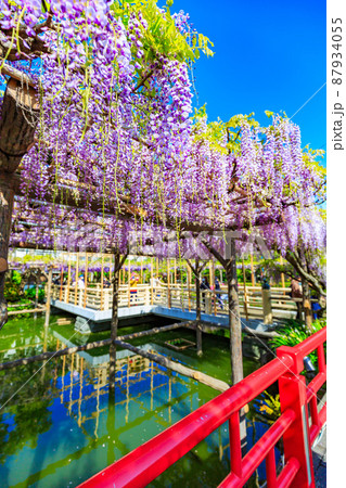 東京 江東区亀戸 亀戸天神社の藤棚と平橋 東京 江東区亀戸 亀戸天神社の藤棚と平橋 87934055