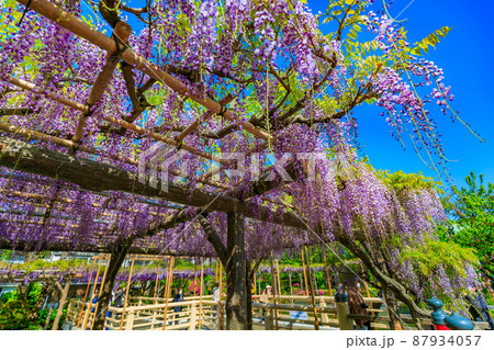 東京 江東区亀戸 亀戸天神社の藤棚 東京 江東区亀戸 亀戸天神社の藤棚 87934057