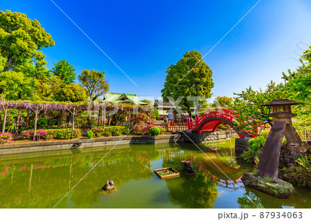 東京　江東区亀戸　亀戸天神社の藤棚と本殿 87934063