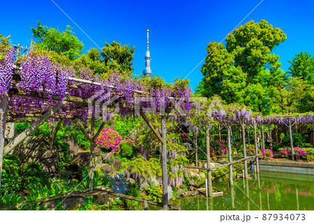 東京　江東区亀戸　亀戸天神社の藤棚とスカイツリー 87934073