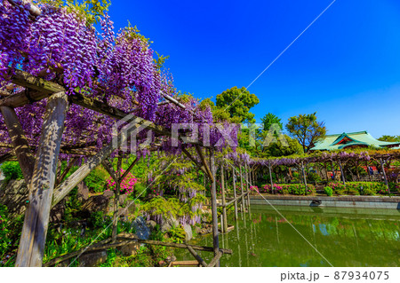 東京　江東区亀戸　亀戸天神社の藤棚と本殿 87934075
