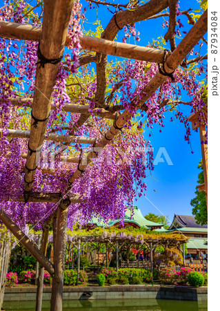 東京 江東区亀戸 亀戸天神社の藤棚と本殿 東京 江東区亀戸 亀戸天神社の藤棚と本殿 87934084