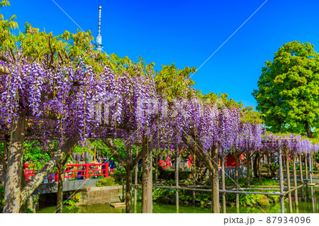 東京　江東区亀戸　亀戸天神社の藤棚とスカイツリー 87934096