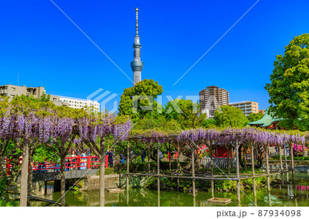 東京　江東区亀戸　亀戸天神社の藤棚とスカイツリー 87934098