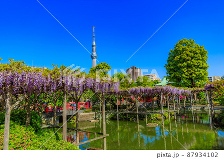 東京 江東区亀戸 亀戸天神社の藤棚とスカイツリー 東京 江東区亀戸 亀戸天神社の藤棚とスカイツリー 87934102