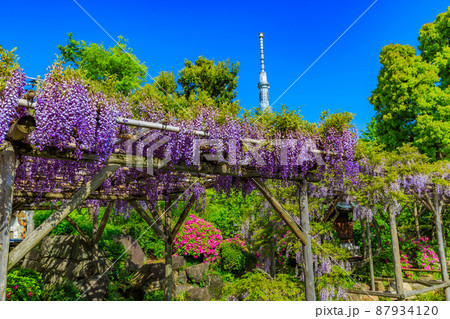 東京　江東区亀戸　亀戸天神社の藤棚とスカイツリー 87934120