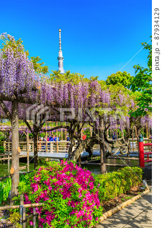 東京　江東区亀戸　亀戸天神社の藤棚とスカイツリー 87934129
