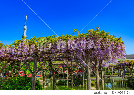 東京　江東区亀戸　亀戸天神社の藤棚とスカイツリー 87934132