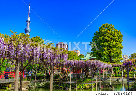 東京　江東区亀戸　亀戸天神社の藤棚とスカイツリー 87934134