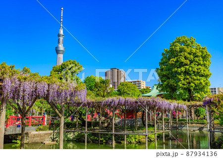 東京　江東区亀戸　亀戸天神社の藤棚とスカイツリー 87934136