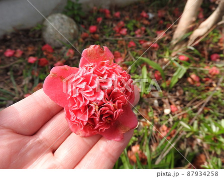 ツバキ（椿）：紅卜伴/紅唐子 87934258