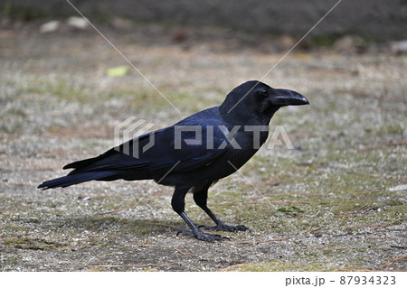 カラス（ハシブトガラス） 87934323