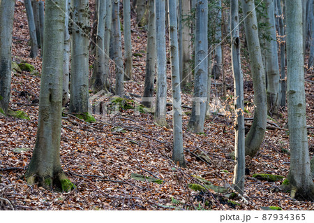 Beech forest, view of beech tree trunks. 87934365