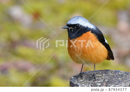 可愛い、目でこちらを見ているジョウビタキ 87934377