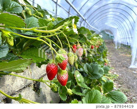 石垣いちご・静岡 / Ishigaki Strawberries in Shizuoka 石垣いちご・静岡 / Ishigaki Strawberries in Shizuoka 87934419