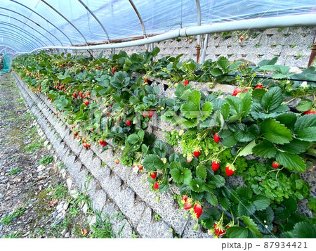 石垣いちご・静岡 / Ishigaki Strawberries in Shizuoka 87934421