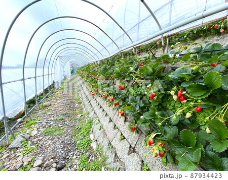 石垣いちご・静岡 / Ishigaki Strawberries in Shizuoka 石垣いちご・静岡 / Ishigaki Strawberries in Shizuoka 87934423