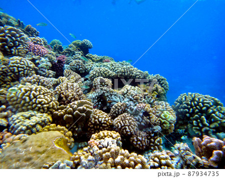 フランス領ポリネシア・ランギロア環礁・アバトルパスでドリフトシュノーケリング 87934735