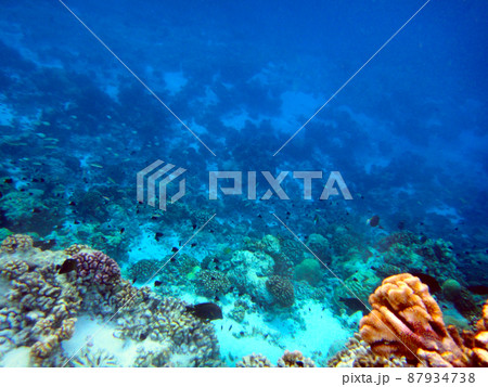 フランス領ポリネシア・ランギロア環礁・アバトルパスでドリフトシュノーケリング フランス領ポリネシア・ランギロア環礁・アバトルパスでドリフトシュノーケリング 87934738
