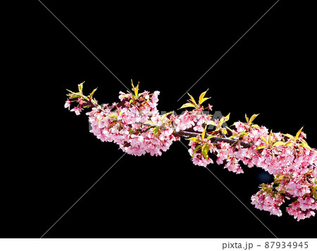 河津桜 河津桜 87934945