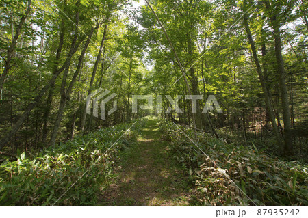 光の差し込む未舗装の登山道 光の差し込む未舗装の登山道 87935242