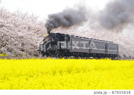 SLと菜の花・SLと桜・SLと菜の花と桜-真岡鐵道-SLもおかの素材 SLと菜の花・SLと桜・SLと菜の花と桜-真岡鐵道-SLもおかの素材 87935638