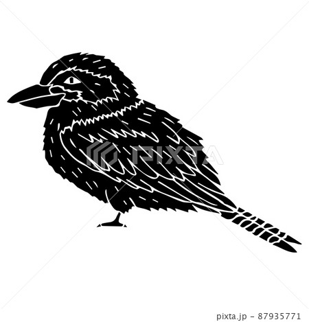 Vector Hand Drawn Black Kookaburra Birdのイラスト素材