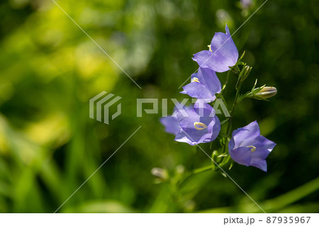 Bluebell flower (Campanula) on a blurred green background with bokeh. Perennial blue bell-shaped plant. Selective focus, close-up. Bluebell flower (Campanula) on a blurred green background with bokeh. Perennial blue bell-shaped plant. Selective focus, close-up. 87935967