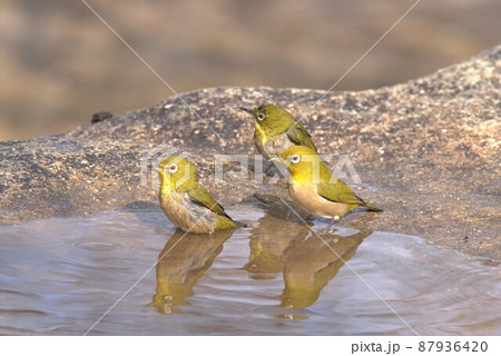 メジロの水浴び 87936420