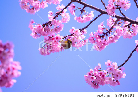 桜の花とメジロ 桜の花とメジロ 87936991