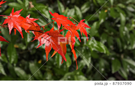 《京都府》紅葉 87937090