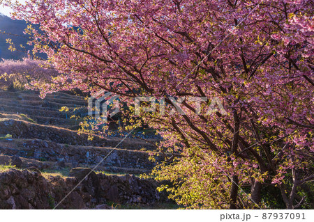 （静岡県）河津桜咲く、西伊豆・石部の棚田 87937091