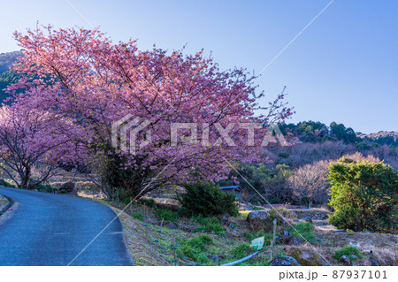 （静岡県）河津桜咲く、西伊豆・石部の棚田 87937101