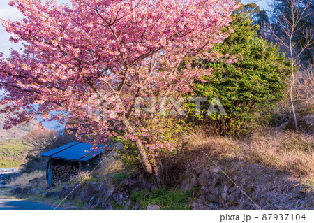 （静岡県）河津桜咲く、西伊豆・石部の棚田 87937104
