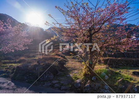 (静岡県)河津桜咲く、西伊豆・石部の棚田 (静岡県)河津桜咲く、西伊豆・石部の棚田 87937117