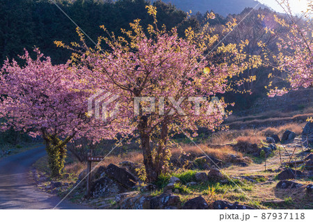 （静岡県）河津桜咲く、西伊豆・石部の棚田 87937118