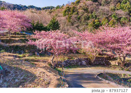 （静岡県）河津桜咲く、西伊豆・石部の棚田 87937127