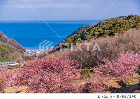 （静岡県）河津桜咲く、西伊豆・石部の棚田 87937140