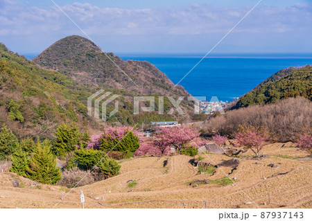 （静岡県）河津桜咲く、西伊豆・石部の棚田 87937143