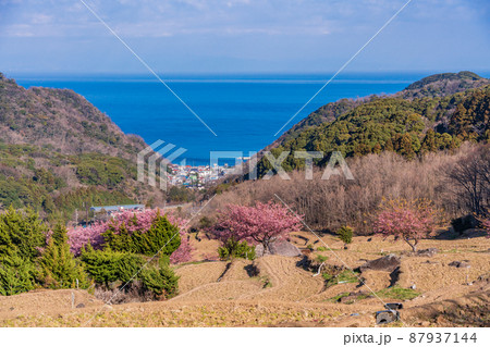 （静岡県）河津桜咲く、西伊豆・石部の棚田 87937144