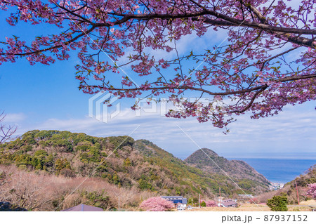 （静岡県）河津桜咲く、西伊豆・石部の棚田 87937152
