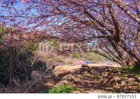 （静岡県）河津桜咲く、西伊豆・石部の棚田 87937153