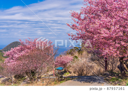 (静岡県)河津桜咲く、西伊豆・石部の棚田 (静岡県)河津桜咲く、西伊豆・石部の棚田 87937161
