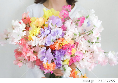スイートピーの花束を持った女性 スイートピーの花束を持った女性 87937255