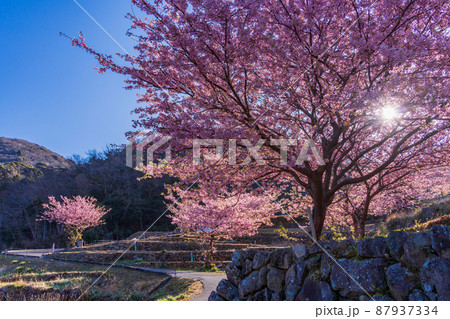 (静岡県)河津桜咲く、西伊豆・石部の棚田 (静岡県)河津桜咲く、西伊豆・石部の棚田 87937334