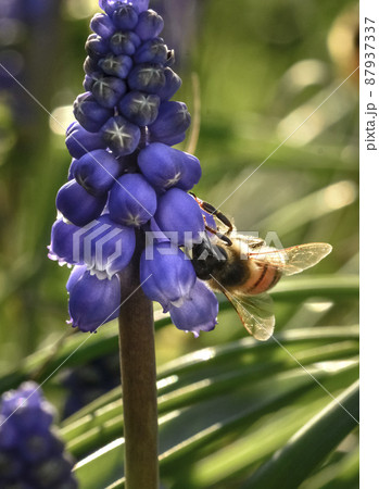 Bee on flowers in spring 87937337